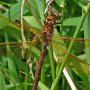 brown hawker female